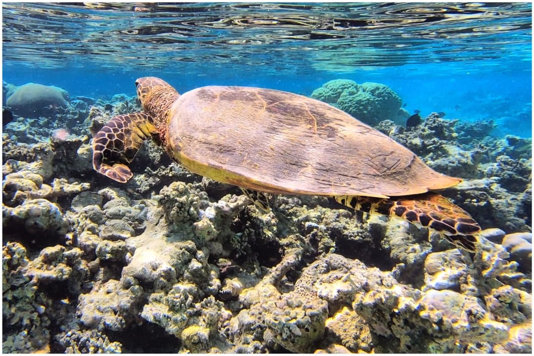 Sport & Freizeit Eri Maldives