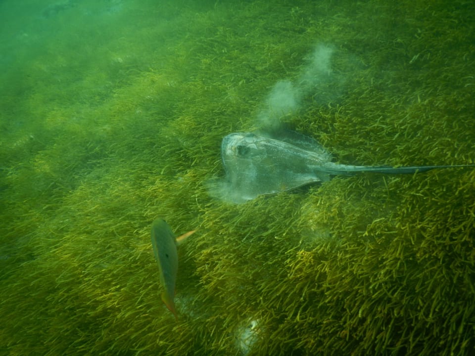 Strand Akumal Bay Beach & Wellness Resort