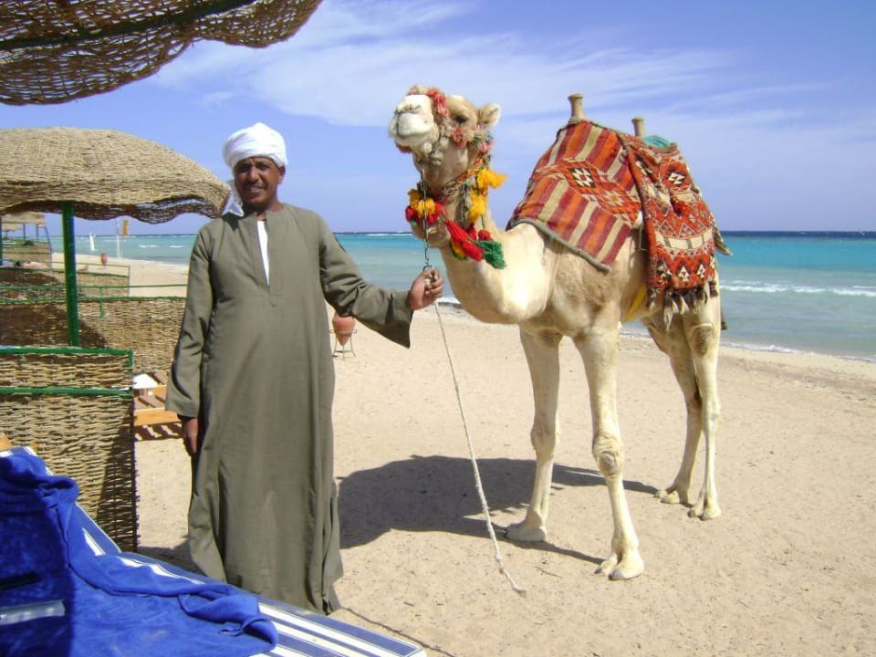 Der Kameltreiber mit Simba Hotel Gorgonia Beach Resort
