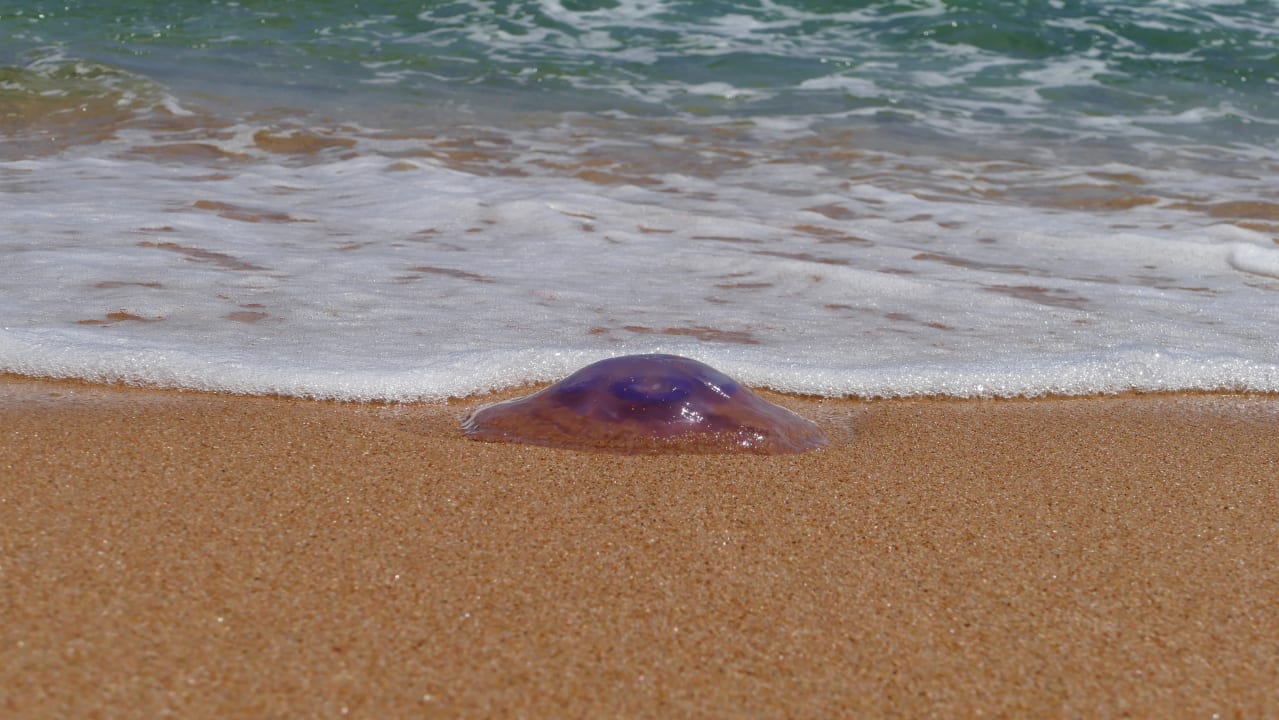 Strand Pickalbatros Citadel Resort