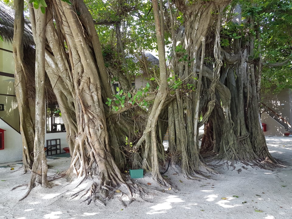 Ausblick Adaaran Club Rannalhi - All Inclusive