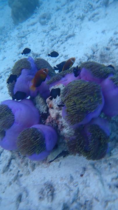 Sport & Freizeit NH Collection Maldives Reethi Resort