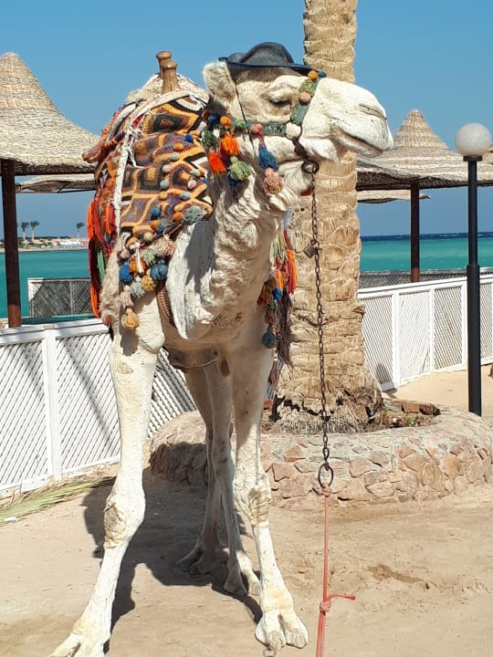 Hauseigenes Kamel Romeo  Arabia Azur Resort