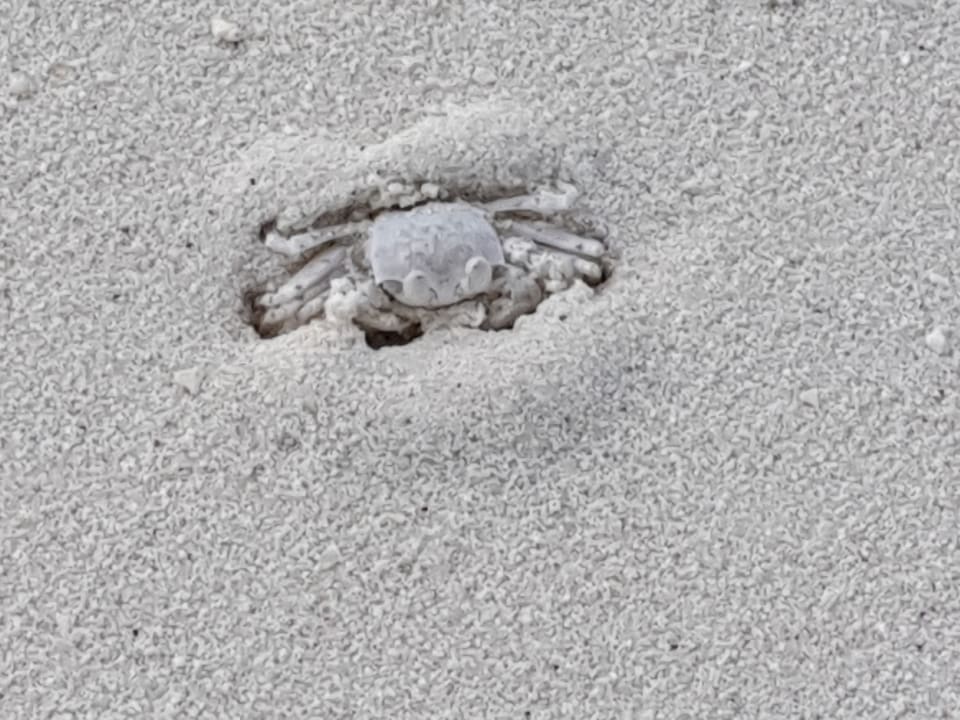 Strand Meeru Maldives Resort Island