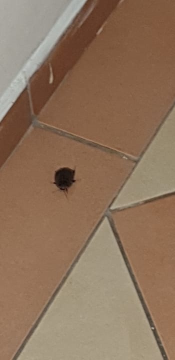 Zimmer Melia Las Dunas