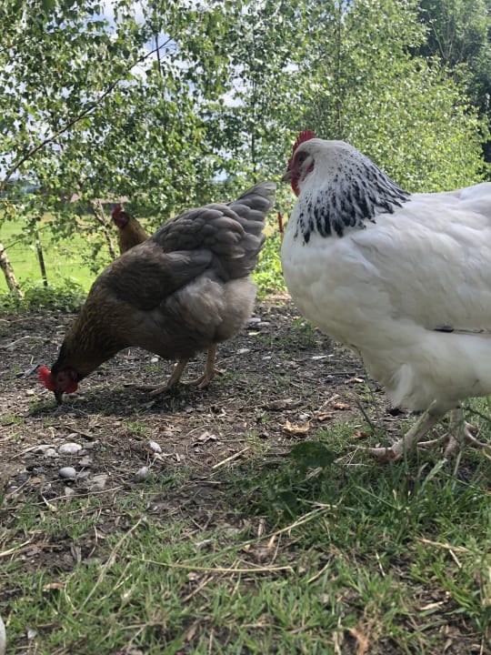 Sonstiges Landhotel Zerlaut