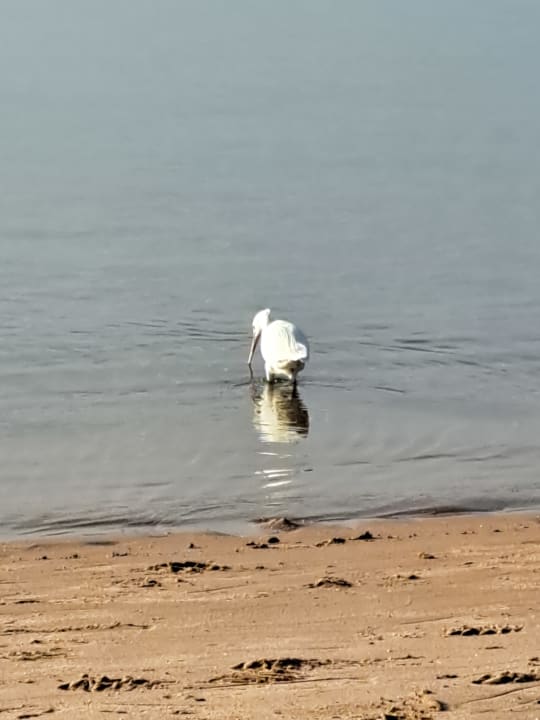 Zimmer Sentido Caribbean World Soma Bay