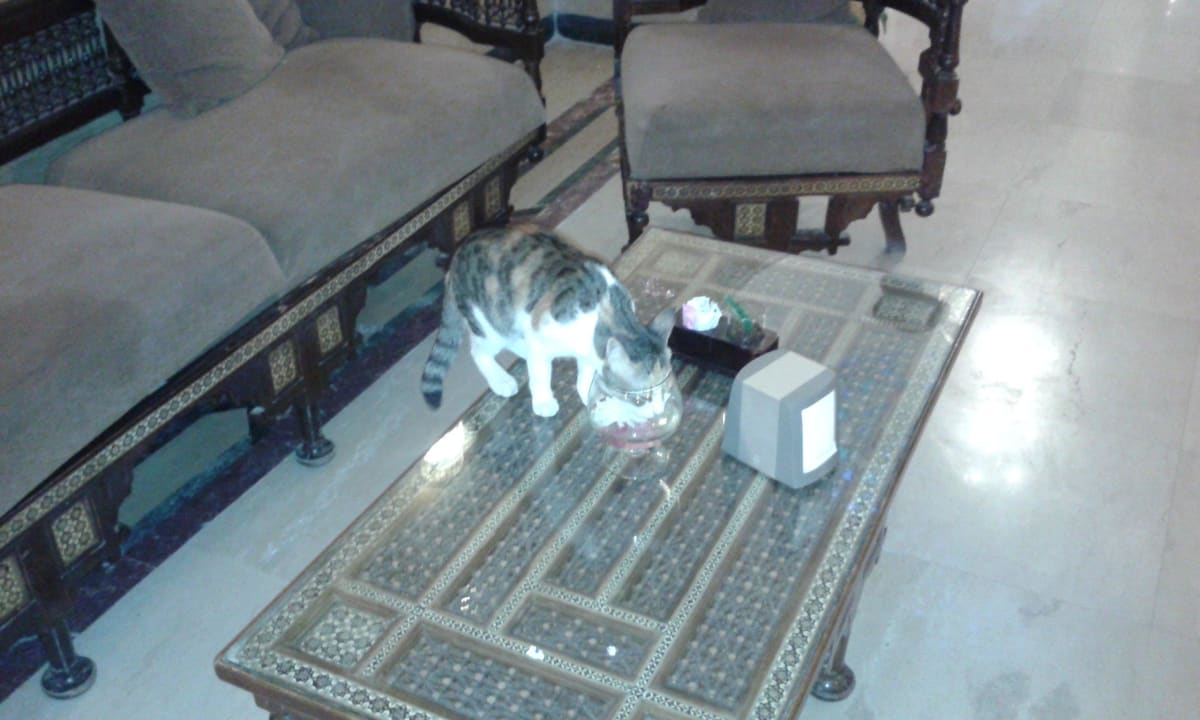 Mieszkancy hotelu Pickalbatros Alf Leila Wa Leila Resort - Neverland Hurghada