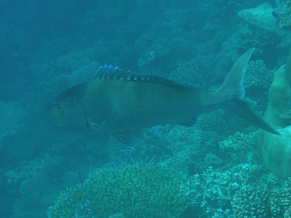 Green Jobfish Mirihi Island Resort