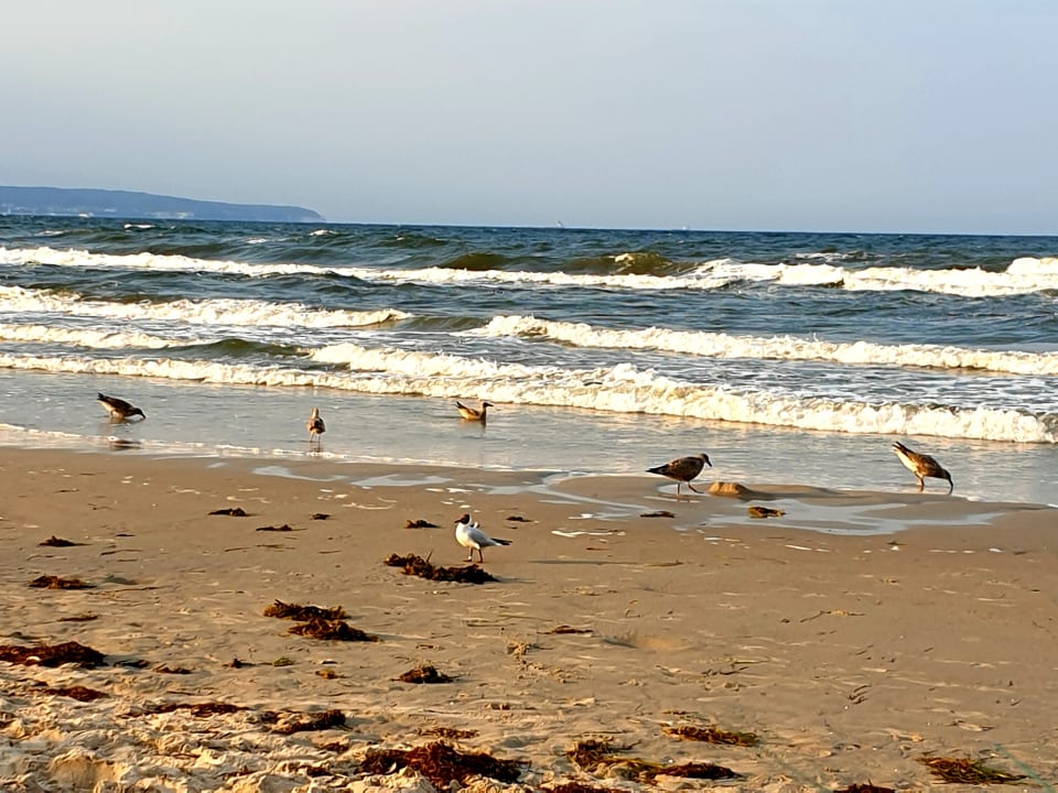 Strand Dorint Seehotel Binz-Therme Binz/Rügen