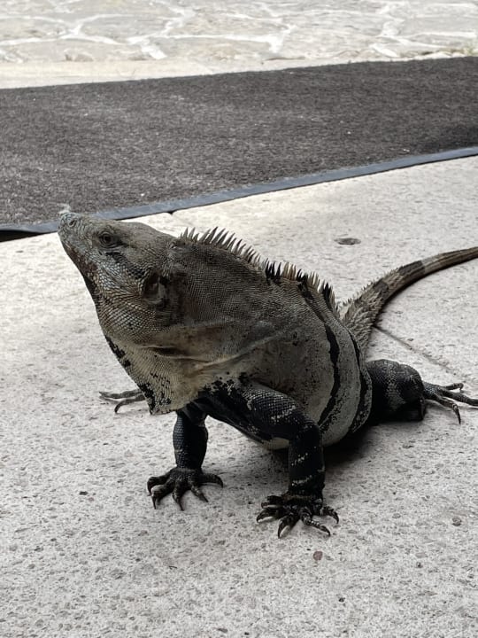 Sonstiges Akumal Bay Beach & Wellness Resort