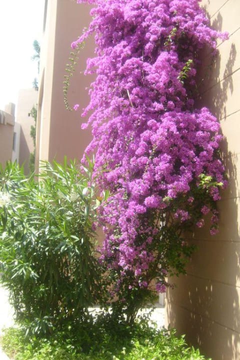 Ogród Greenwood Kemer Resort