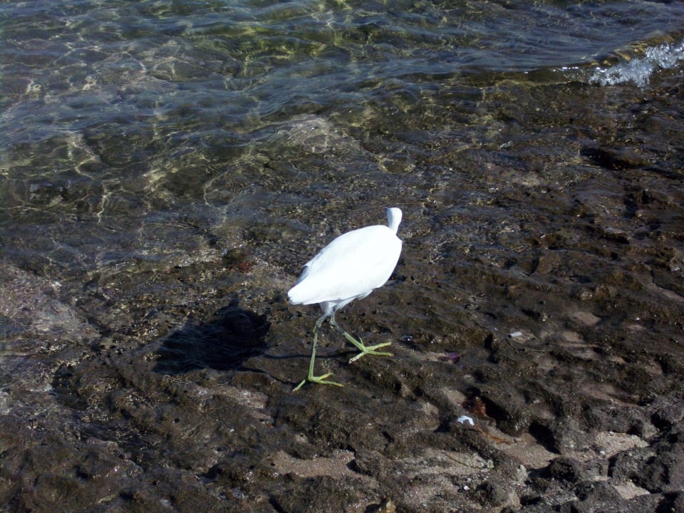 Seevogel Stella Garden Resort & Spa, Makadi Bay