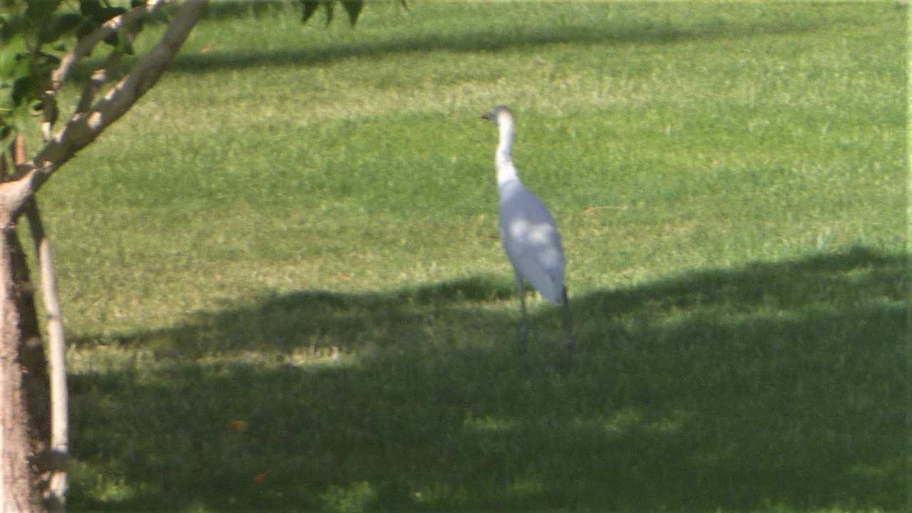 Gartenanlage Menaville Safaga