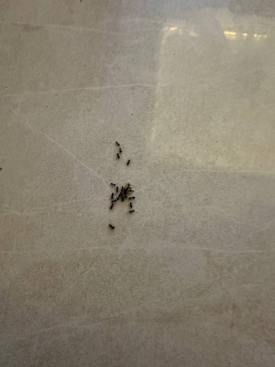 Zimmer Rodos Palladium Leisure & Wellness