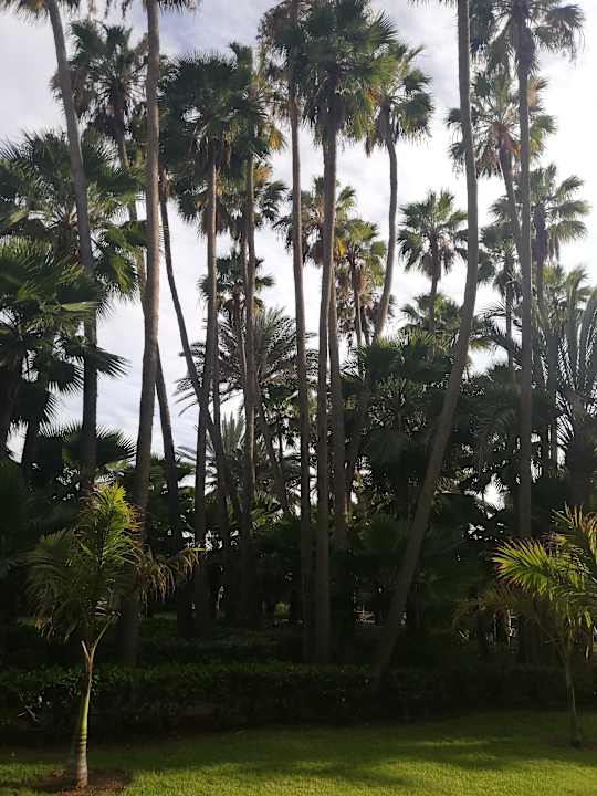 Gartenanlage Hotel Riu Palace Oasis