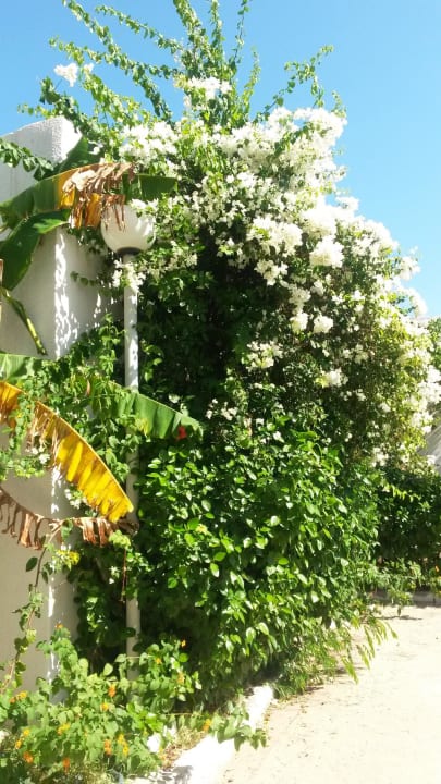 Blütenpracht Hotel El Mouradi Skanes Beach