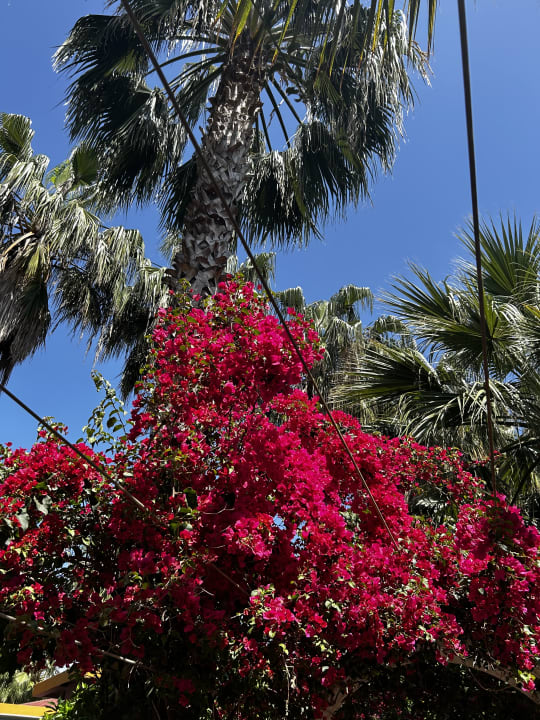 Gartenanlage Hane Family Resort