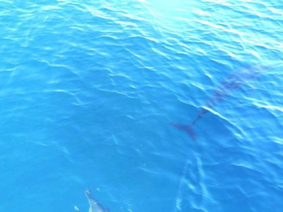 Delfinsicherheit Meeru Maldives Resort Island