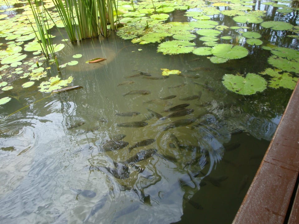 Fische schnappen sich die Moskitolarven Sheraton Hua Hin Pranburi Villas