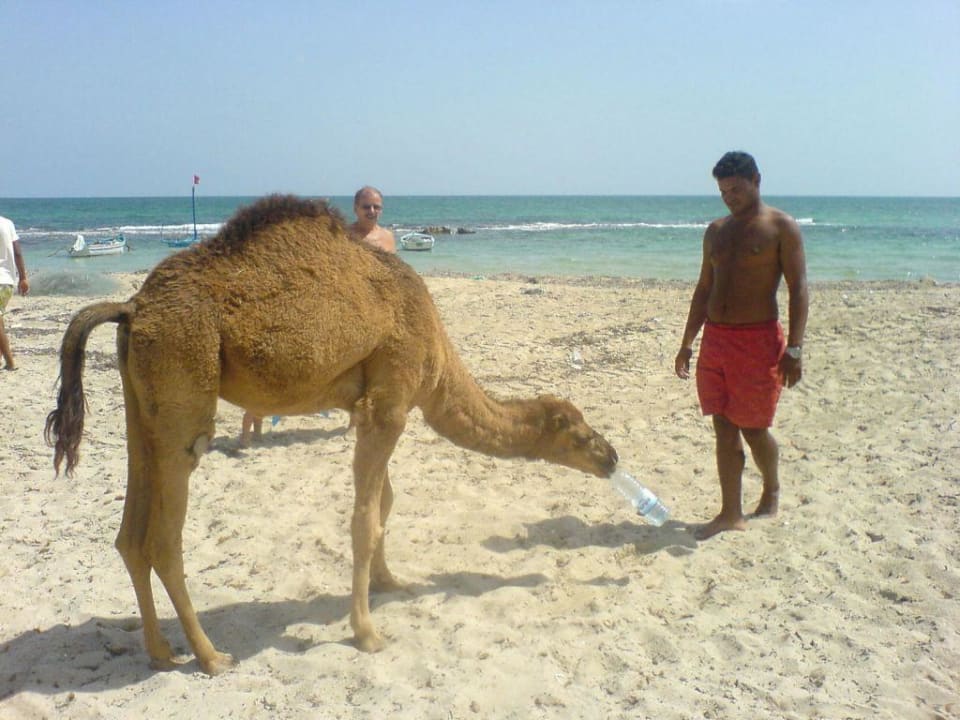 Babykamel Zita Beach Resort