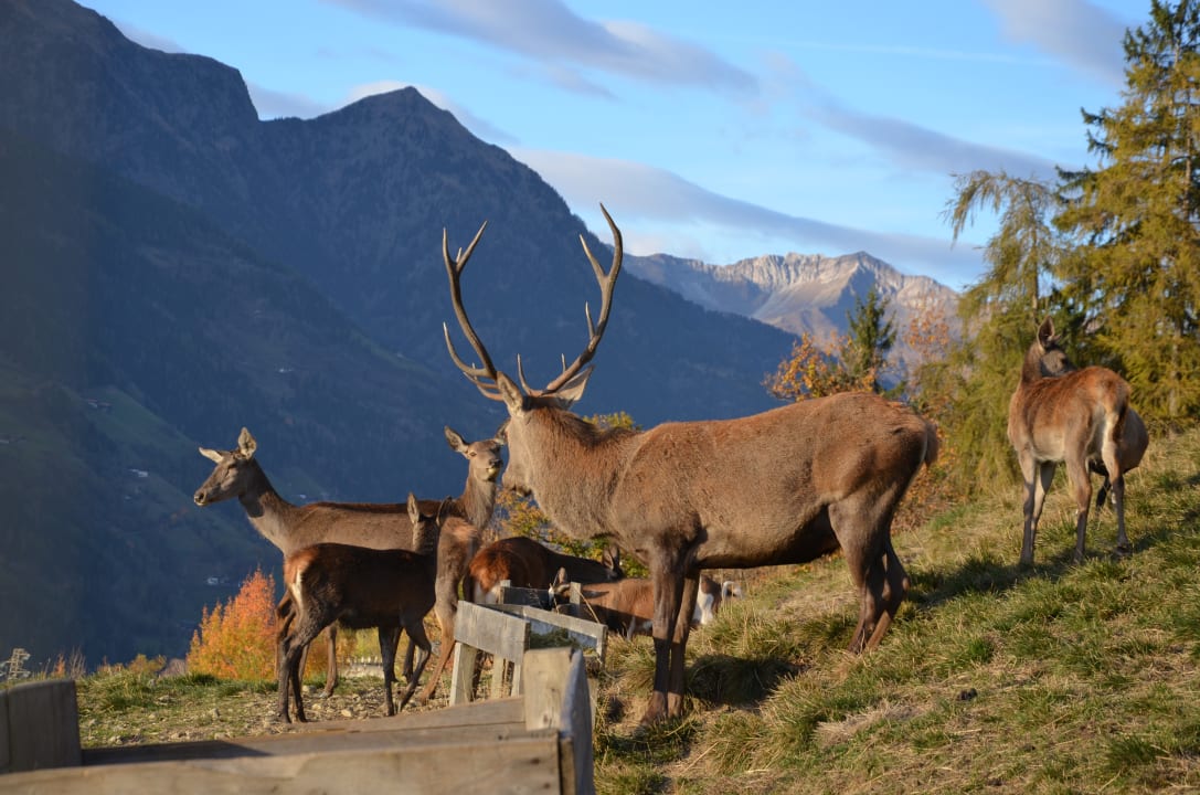 Wildgehege Hotel Panorama Hotel Panorama