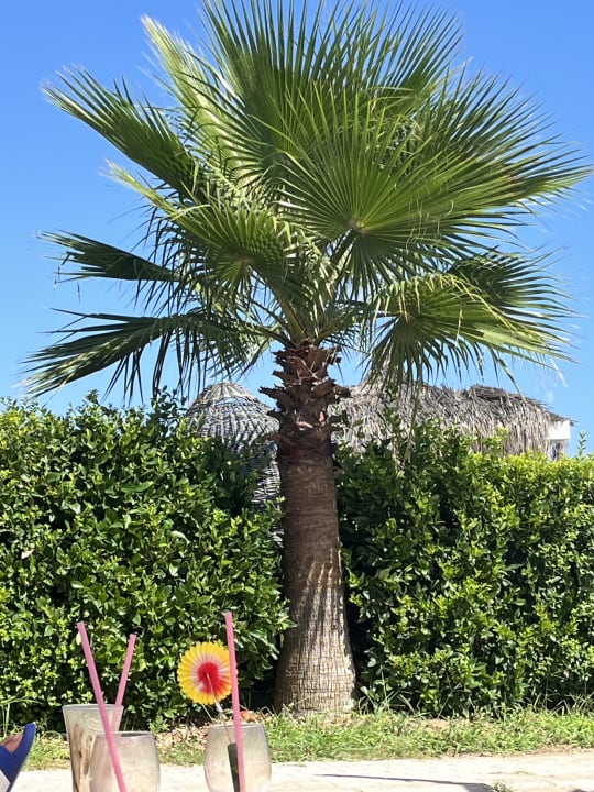 Gartenanlage J'adore Deluxe Hotel & Spa