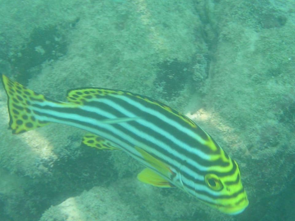 Orien-Süßlippe Summer Island Maldives