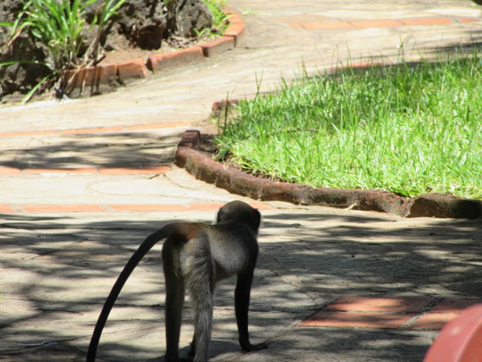 Gartenanlage Baobab Beach Resort & Spa