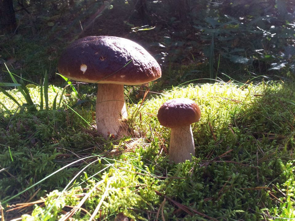 Jesienią zapraszamy na grzybobranie! Dwór Stanica Rzeczna Łabędzie