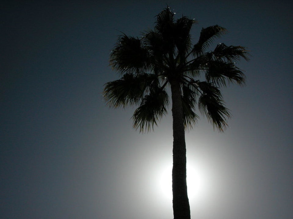 Palme zwischen Pool und Bar Hotel Riu Gran Canaria