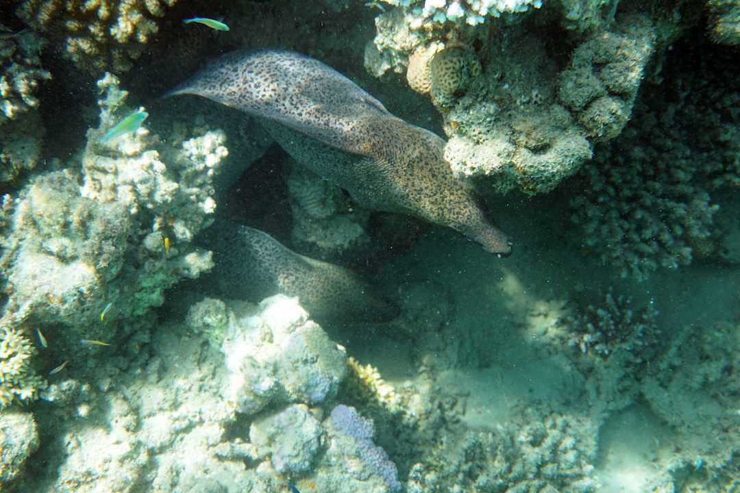 Strand Lahami Bay Beach Resort