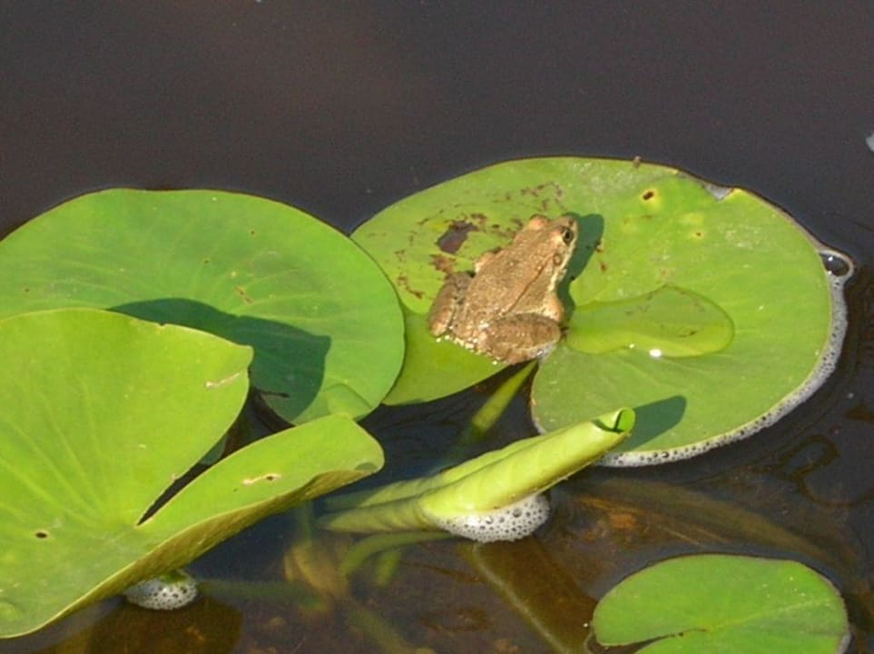 Auch Natur pur Royal Wings Hotel