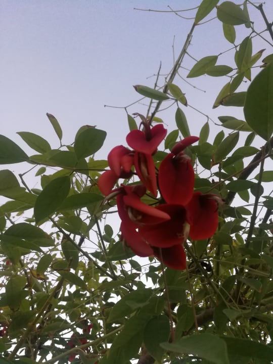 Gartenanlage VONRESORT Golden Beach