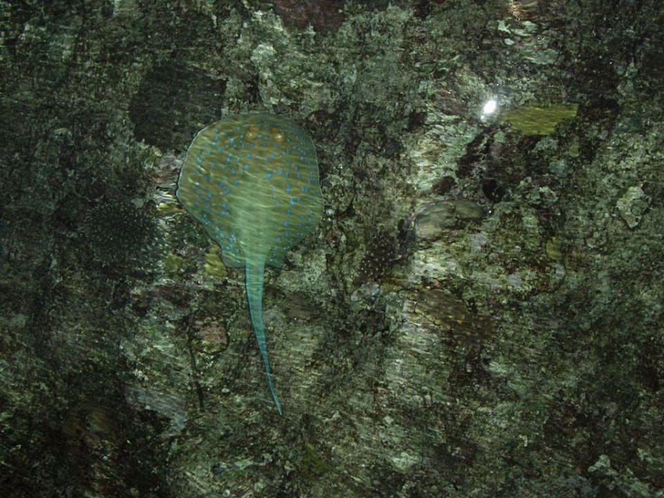 vom steg ins Wasser TUI BLUE Samaya