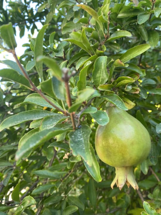 Gartenanlage Hotel Esperia