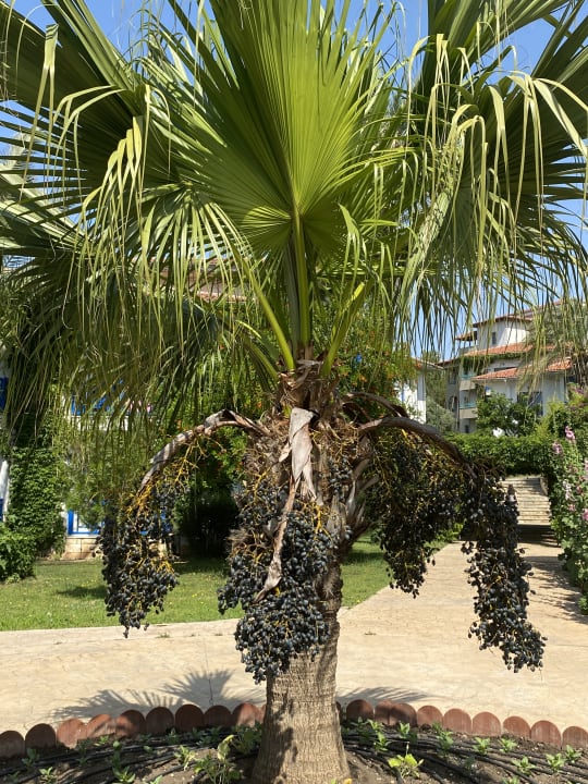 Gartenanlage Belconti Resort Hotel