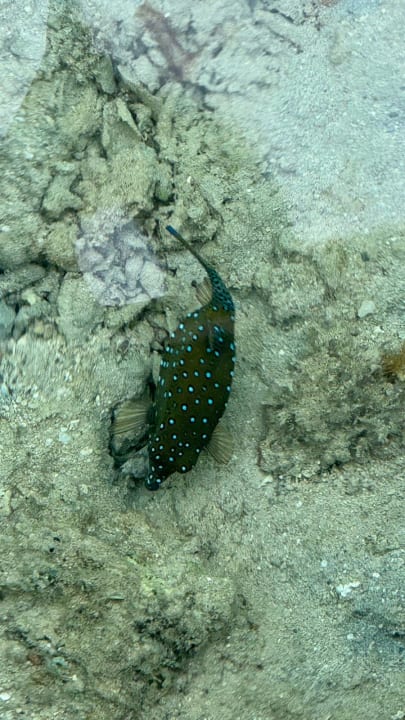 Strand Steigenberger Aqua Magic