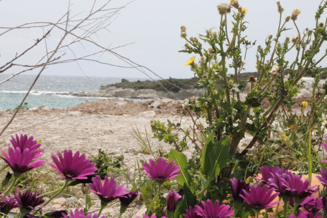 Strandabschnitt Cocos The Club Solto