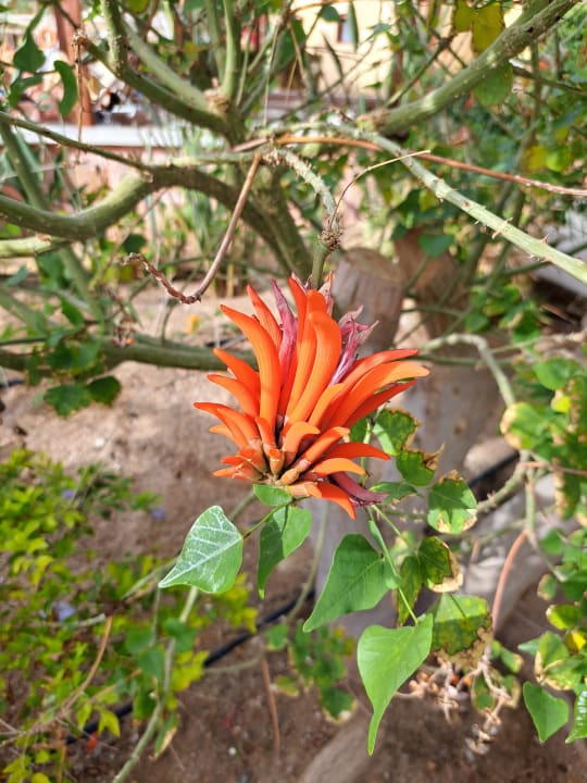 Gartenanlage Steigenberger Coraya Beach - Adults only