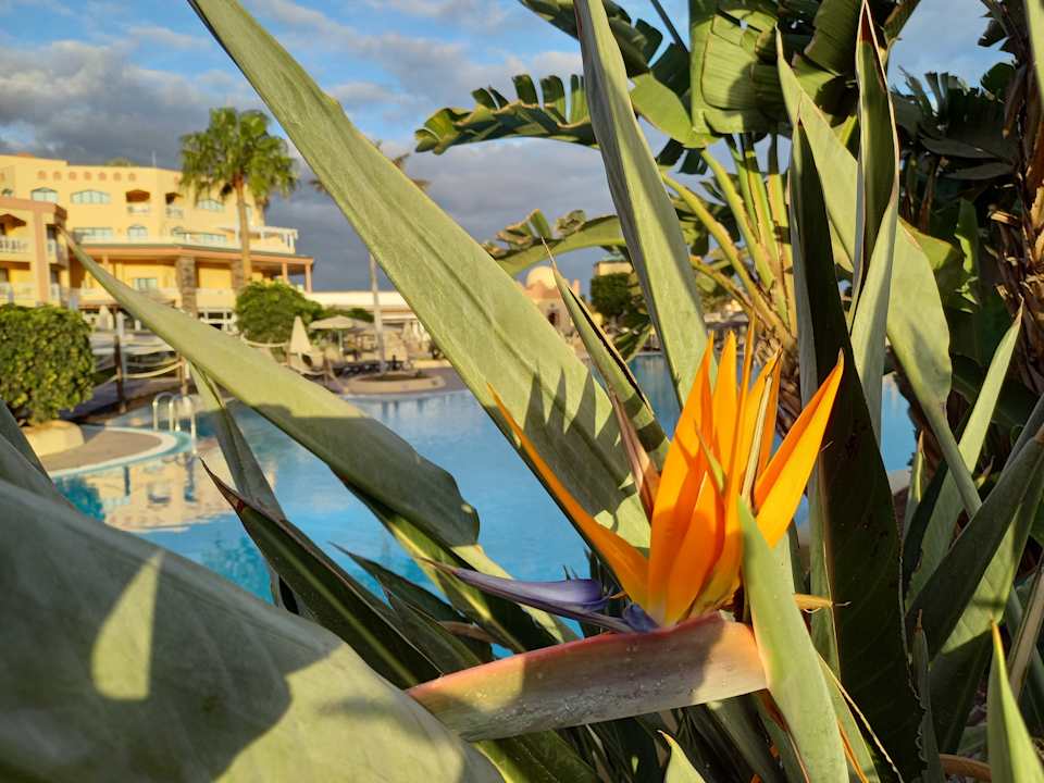 Gartenanlage H10 Playa Esmeralda - Adults only
