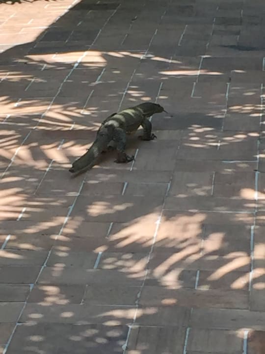 Im Garten gesehen Khaolak Laguna Resort