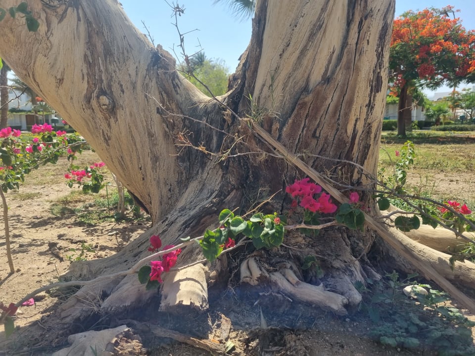 Sonstiges Shams Safaga Resort