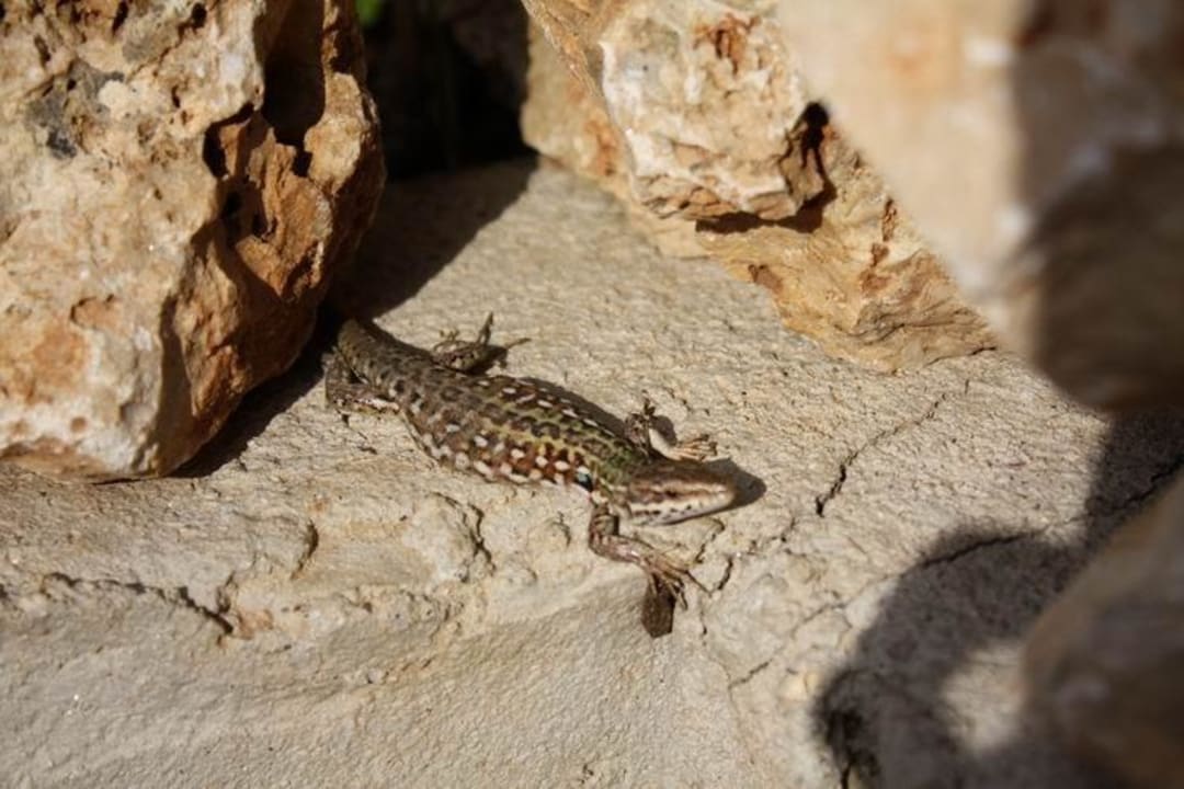 Juni 09 Aldiana Club Rocca Nettuno Calabria