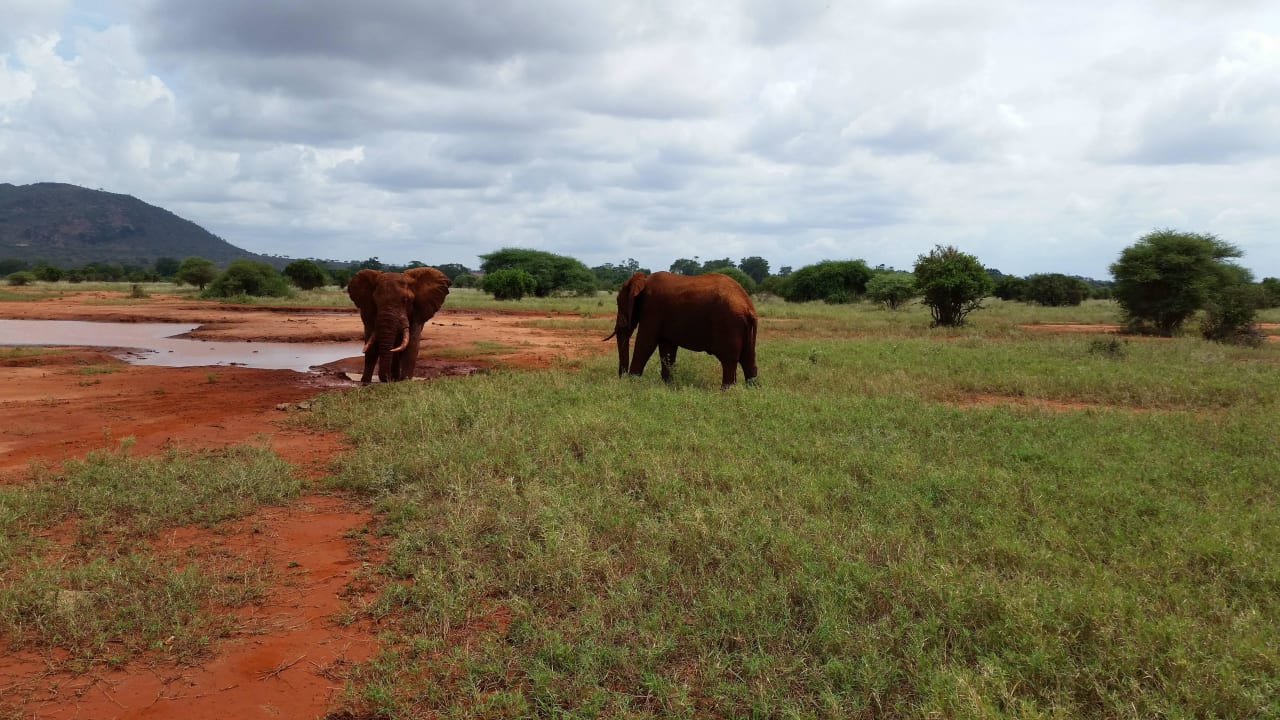 Hotel Ngutuni Safari Lodge Game Sanctuary Ngutuni Safari Lodge