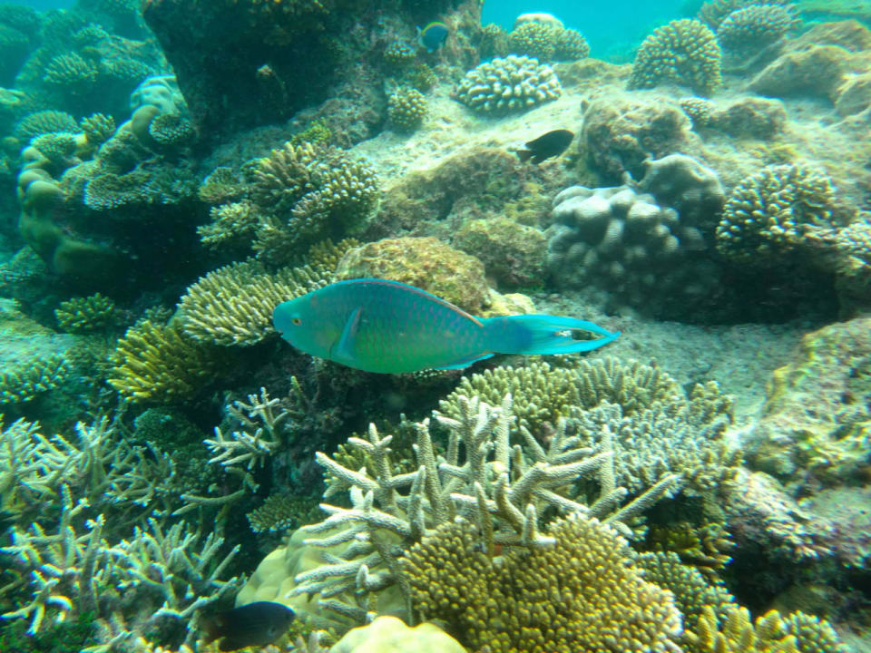 Unterwasserwelt Cinnamon Hakuraa Huraa Maldives