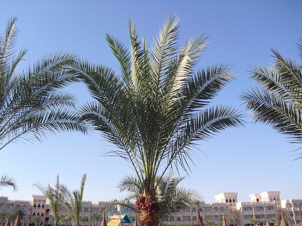 Hotelanlage und Palme Pickalbatros Palace Resort