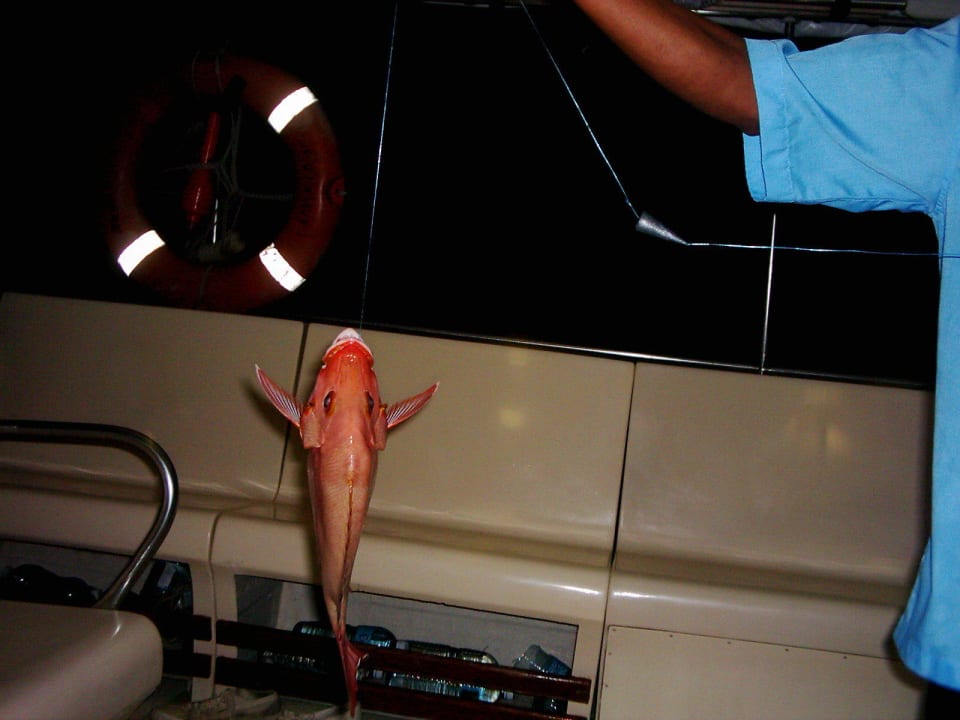 Nachtangeln Summer Island Maldives