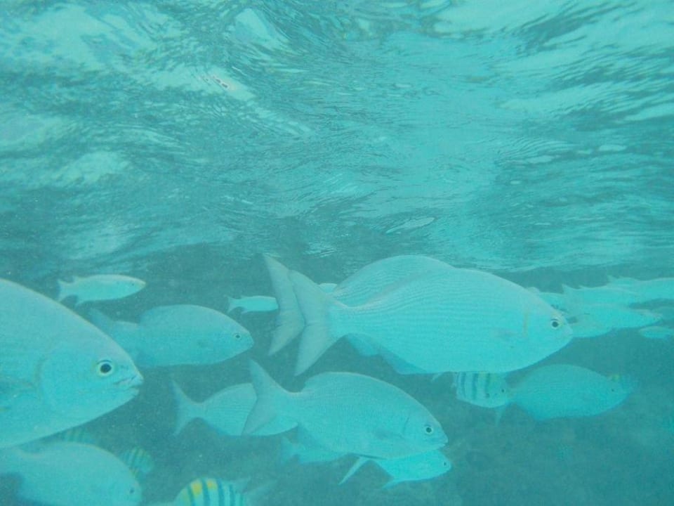 Unterwasser Summer Island Maldives