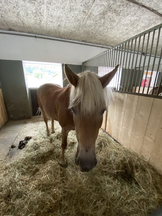 Sport & Freizeit Kinderhotel Felben